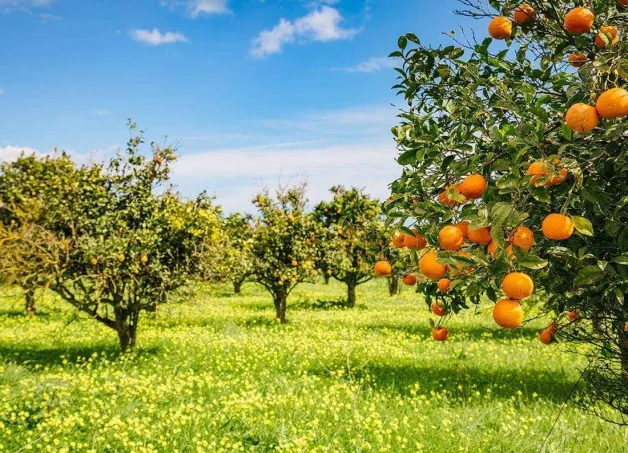 garden-orange-trees_1