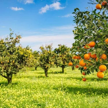 garden-orange-trees_1
