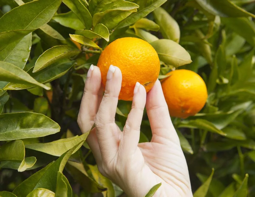 a-passion-for-citrus-infographic