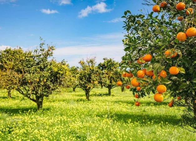 orange-trees