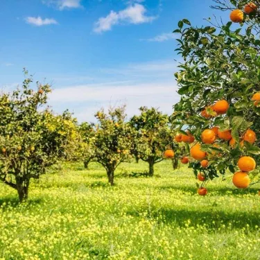 orange-trees