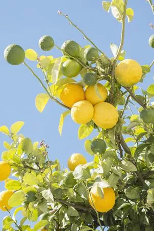 the-mysterious-chinotto-grid-system-core