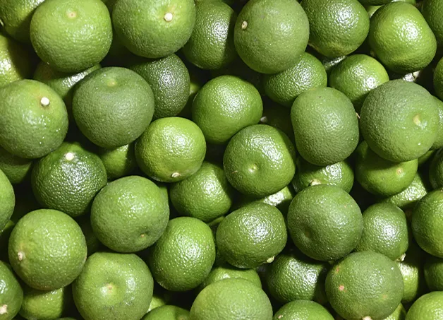 isd chinotti origins