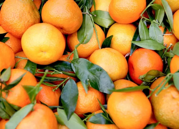 clementines-origins Italian Clementines