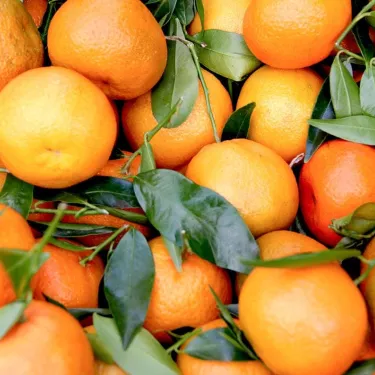 clementines-origins Italian Clementines
