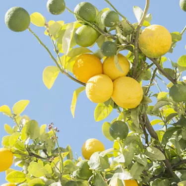 Isd Origins mysterious chinotto