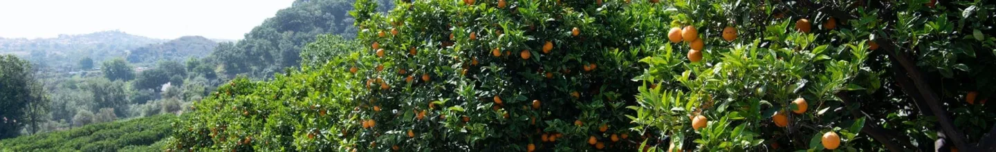 protecting territory sanpellegrino