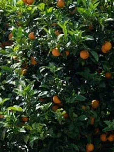 protecting territory sanpellegrino